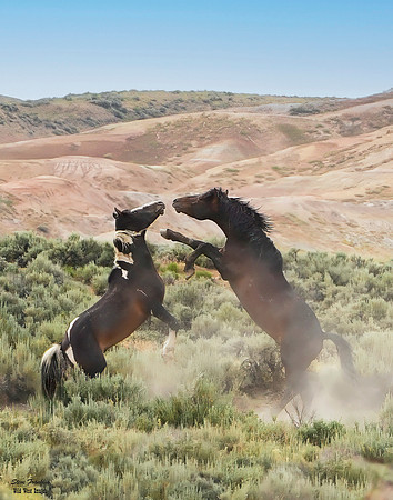 Mustang fight 2 det WWI