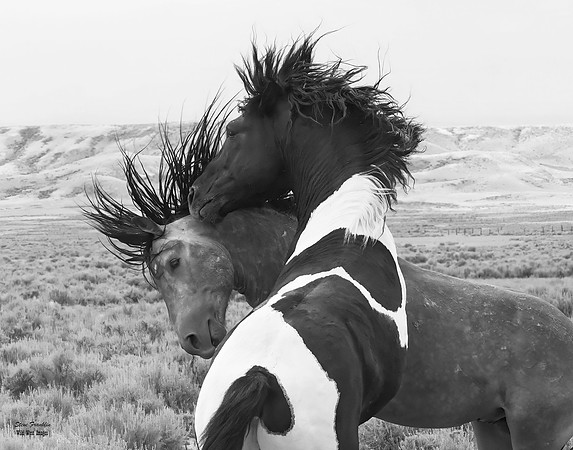 Mustang 6 det + WWI BnW II