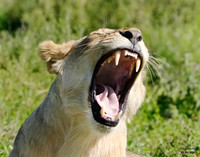 Lion roar 1 det WWI