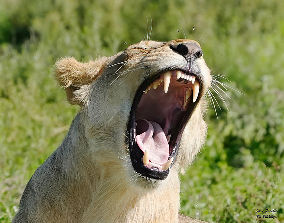 Lion roar 1 det WWI