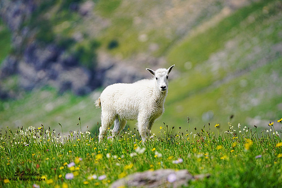 White Mountain Goat 10