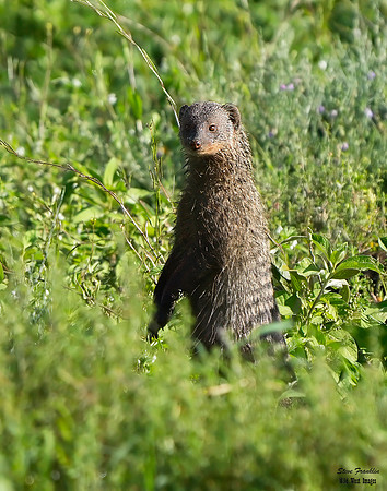 Mongoose 1 det WWI