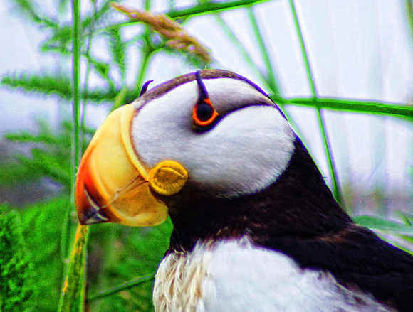 Puffin Horned 3 det +