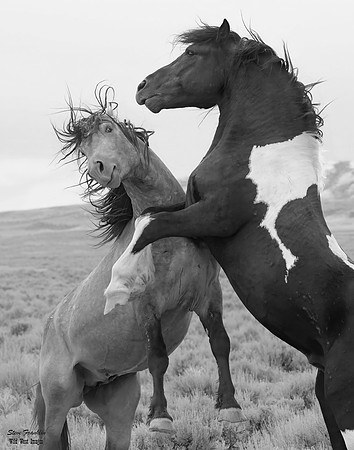 Mustang 7 det WWI BnW II