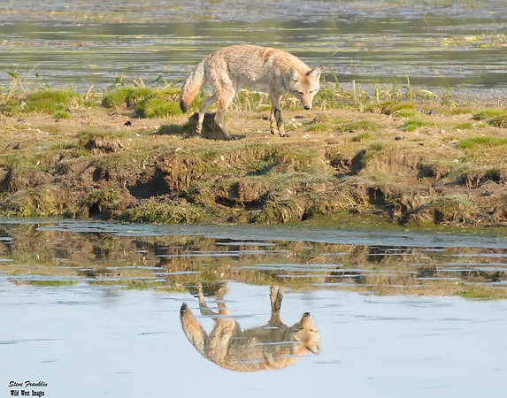 Coyote reflection 6 det WWI