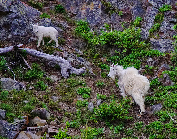 White Mountain Goat 15
