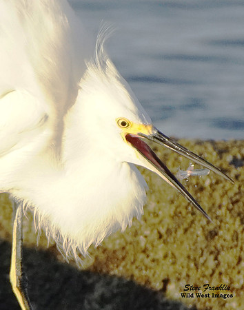 Snowy Egret with Fish 2
