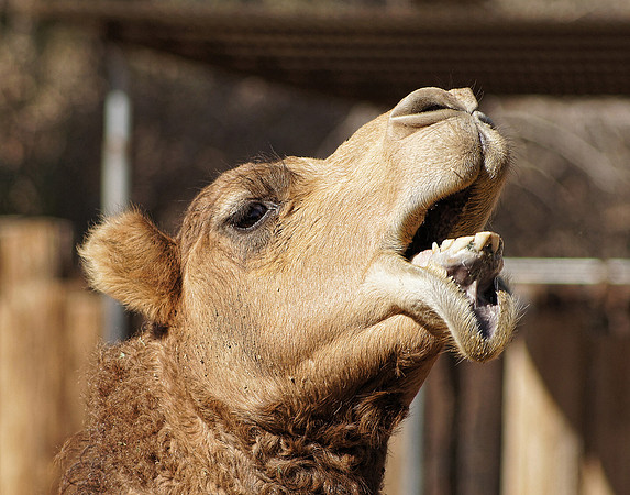 a Camel Mouth 14x11 - Detail 1