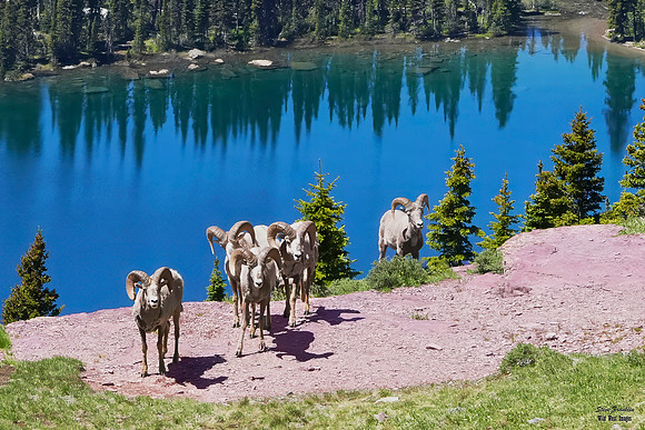 Sheep Lake 1 det ++ WWI