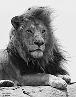 Lion King 1 det +B&W WWI