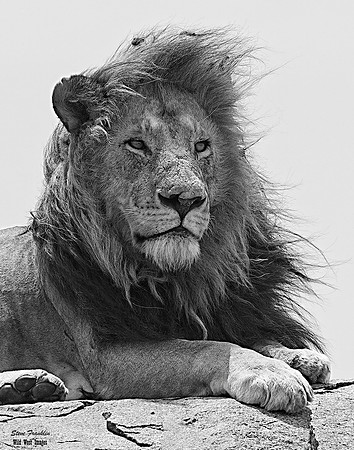 Lion King 1 det +B&W WWI