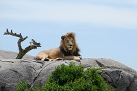 Lion King 1 det WWI