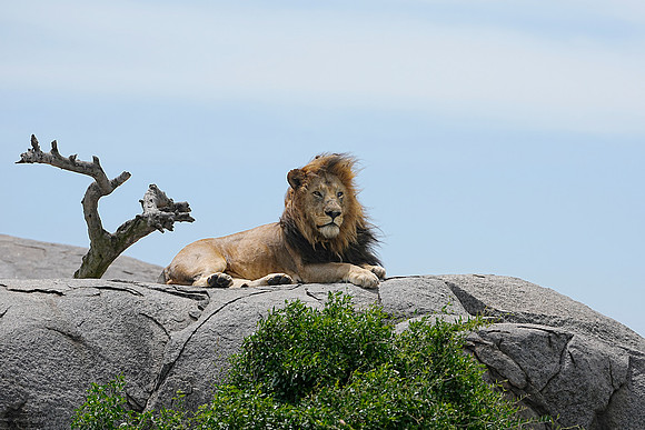 Lion King 1 det WWI