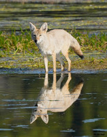 Coyote reflection 15 det c WWI