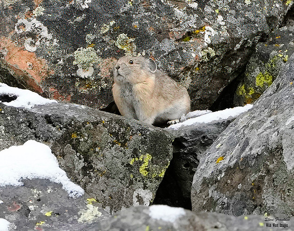 Pika Snow Day 1 det + WWI