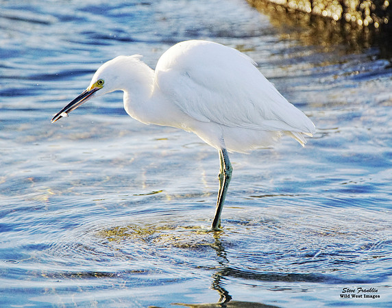 Snowy Egret with Fish 3