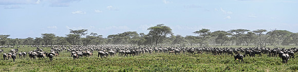 Wildebeest Migration 3 det +WWI