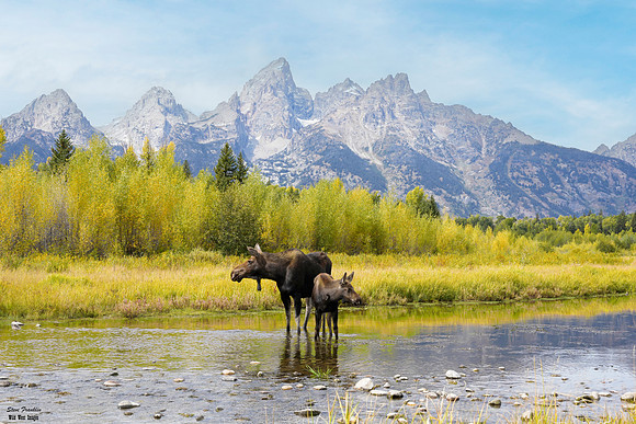Moose at Schwa 1A det WWI