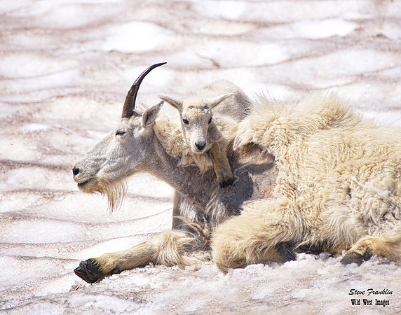 Mt Goat kid 8 det WWI