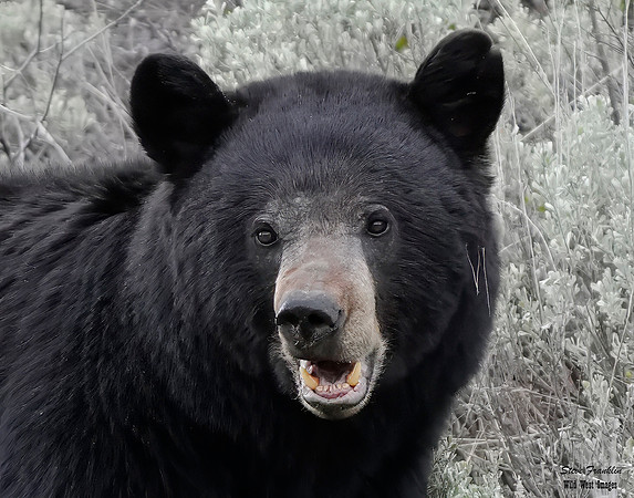 Black Bear male 1 det WWI