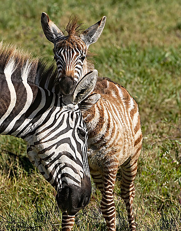 Zebra newborn 3 det WWI