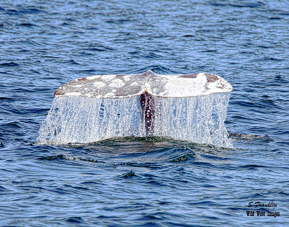 Grey Whale Tail 3 det WWI