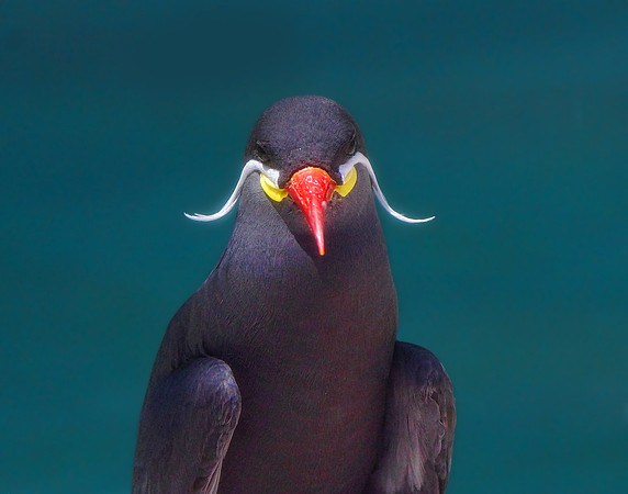Inca Tern 1 det