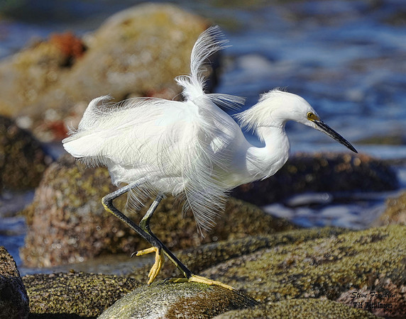 Snowy Egret 1 det WWI
