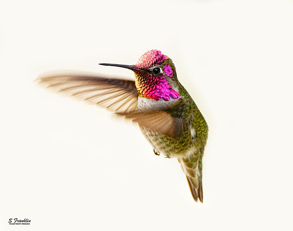 Anna's Hummingbird 6