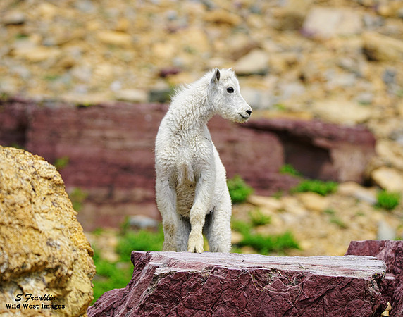 White Mountain Goat 12