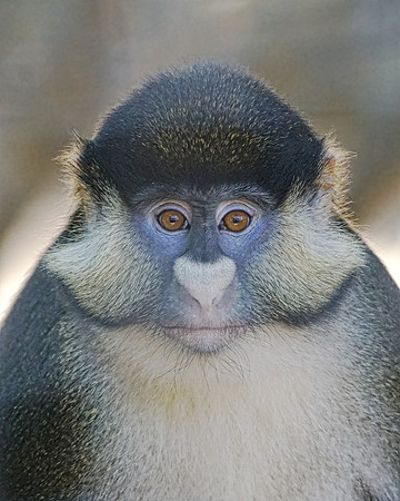 Monkey 1 det
