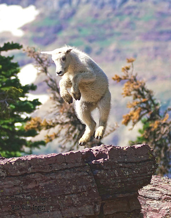 Mt Goat 2C det c WWI - quietly leaping