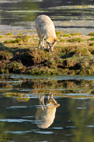 Coyote reflection 10 det WWI
