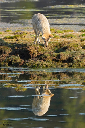 Coyote reflection 10 det WWI