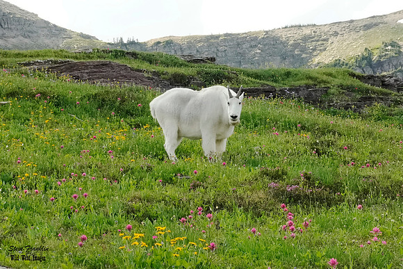 Mt Goat Meadow 5 det + WWI
