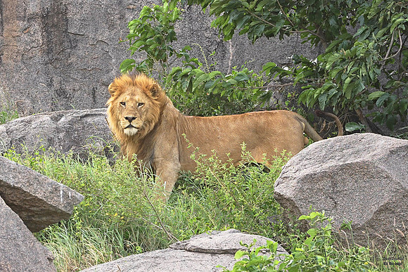 Lion Walks to Rock Snapshot det WWI