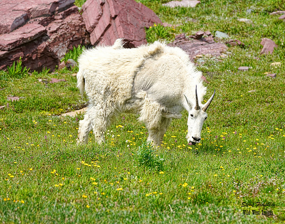Goat meadow 1 det WWI