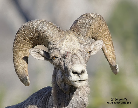 Big Horn battle scars 1