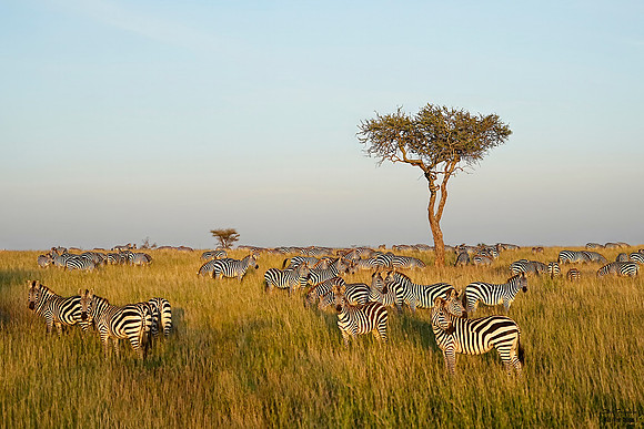 Zebra Sunrise 3A det + WWI