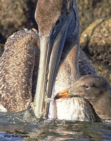 Brown Pelican with Fish 2