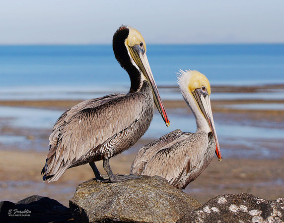 Brown Pelicans 7
