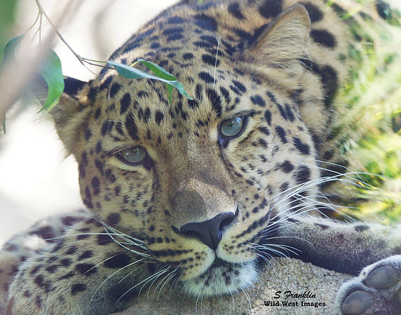 Amur Leopard 1