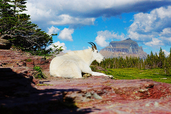 White Mountain Goat 3