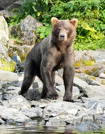 Bears wolverine creek 63 det WWI