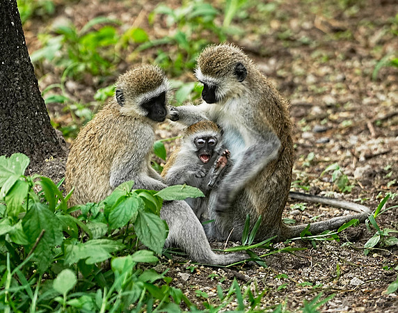 Vervet Monkey 2 det WWI