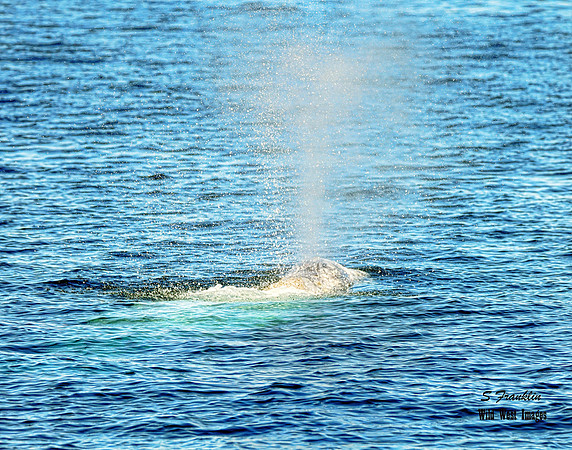 Grey Whale Spout 2 det WWI