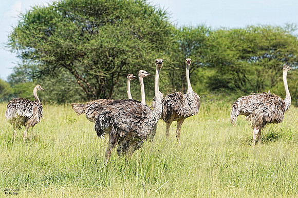 Ostrich gathering 1 det WWI