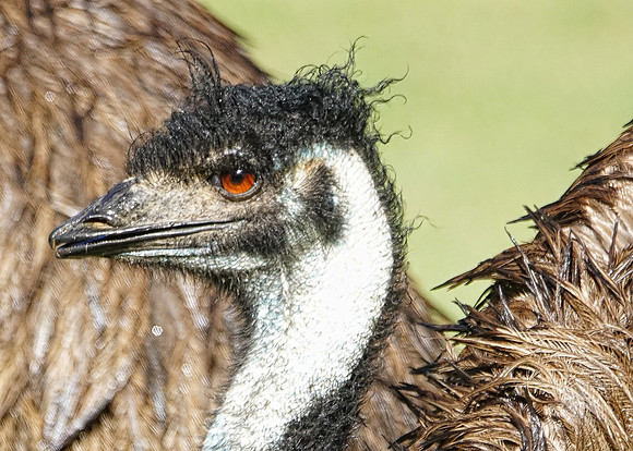 Emu 1 det