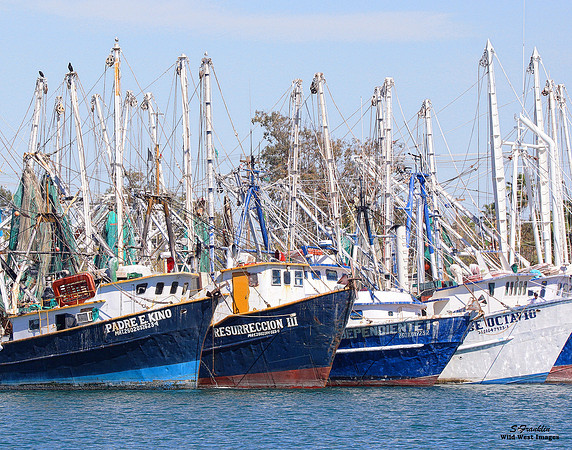 Shrimping Boats 3