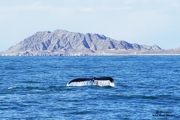 Humpback Whales at Rocky Point 3
